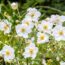 My Neighbor’s Garden Looks Even Better Now Than It Did All Summer – And It’s All Thanks To One Flower