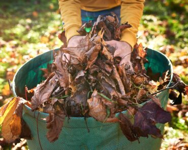 Neighbor’s Tree Dumping Leaves All Over Your Yard? A Lawyer Explains Who Has to Clean Up the Mess