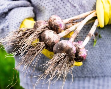 October Isn’t Too Late to Plant – These 10 Vegetables Deliver Harvests Through Fall and Beyond October Isn’t Too Late to Plant – These 10 Vegetables Deliver Harvests Through Fall and Beyond