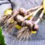 October Isn’t Too Late to Plant – These 10 Vegetables Deliver Harvests Through Fall and Beyond