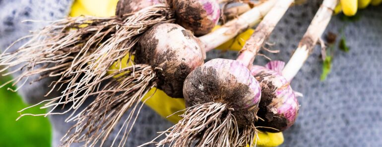 October Isn’t Too Late to Plant – These 10 Vegetables Deliver Harvests Through Fall and Beyond