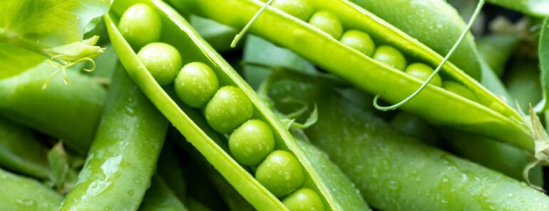 One Raised Bed, 7 Compact Crops – How to Start Growing Your Own Vegetables in October One Raised Bed, 7 Compact Crops – How to Start Growing Your Own Vegetables in October