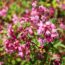 Plant These 7 Compact Flowering Shrubs This Fall for Stunning Spring Blooms in Even the Smallest Yards