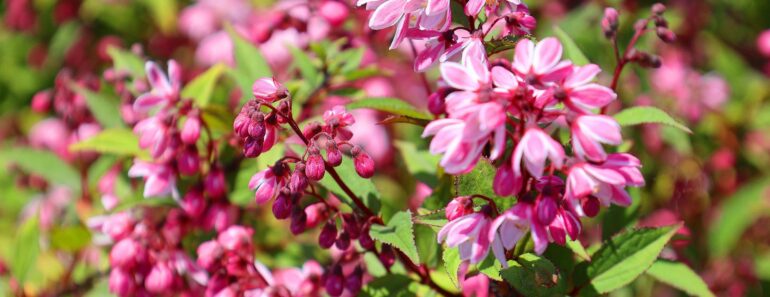 Plant These 7 Compact Flowering Shrubs This Fall for Stunning Spring Blooms in Even the Smallest Yards Plant These 7 Compact Flowering Shrubs This Fall for Stunning Spring Blooms in Even the Smallest Yards