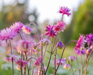 Plant These 7 Flower Seeds in November for Gorgeous Early Blooms Next Year Plant These 7 Flower Seeds in November for Gorgeous Early Blooms Next Year