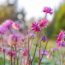 Plant These 7 Flower Seeds in November for Gorgeous Early Blooms Next Year