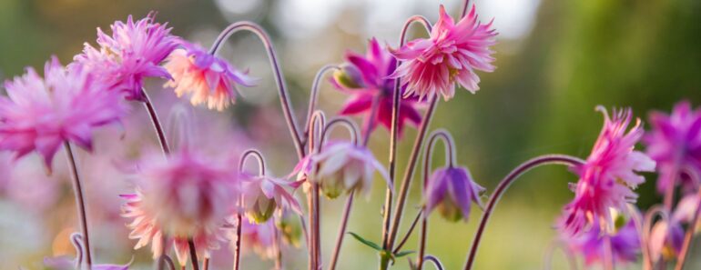 Plant These 7 Flower Seeds in November for Gorgeous Early Blooms Next Year