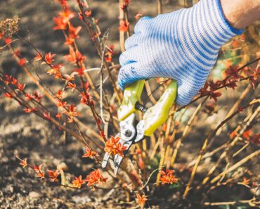 Prune These 10 Plants in October – Don’t Miss the Fall Trimming Window for a Stunning Comeback Next Year Prune These 10 Plants in October – Don’t Miss the Fall Trimming Window for a Stunning Comeback Next Year