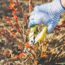 Prune These 10 Plants in October – Don’t Miss the Fall Trimming Window for a Stunning Comeback Next Year