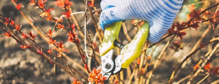 Prune These 10 Plants in October – Don’t Miss the Fall Trimming Window for a Stunning Comeback Next Year Prune These 10 Plants in October – Don’t Miss the Fall Trimming Window for a Stunning Comeback Next Year