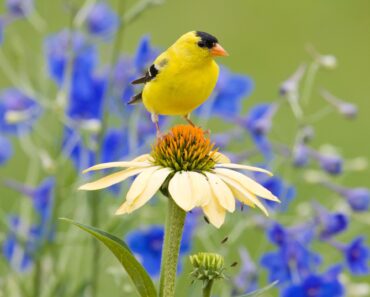 Remove These 7 Flower Thugs Before They Self-Seed Everywhere – Or You’ll Be Digging Them Up Next Year