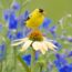 Remove These 7 Flower Thugs Before They Self-Seed Everywhere – Or You’ll Be Digging Them Up Next Year