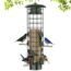 Squirrels Don’t Like These 3 Types of Bird Seed – Fill Your Feeders and Watch Songbirds Flock In
