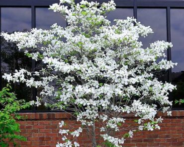 The 3 Best Plants To Add To Your Garden If You Want More Cardinals This Season