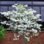 The 3 Best Plants To Add To Your Garden If You Want More Cardinals This Season