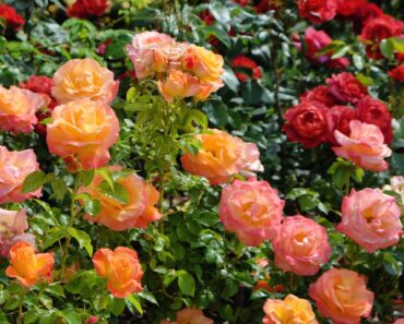The Best Time to Move These 6 Backyard Plants is Fall – To Make Sure They Get a Better Start Next Year The Best Time to Move These 6 Backyard Plants is Fall – To Make Sure They Get a Better Start Next Year