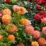 The Best Time to Move These 6 Backyard Plants is Fall – To Make Sure They Get a Better Start Next Year