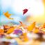 The Clever Secret to Speed Fall Leaves into Free Compost by Spring
