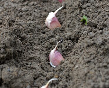 The Expert Secret to Growing Garlic With Plumper Cloves, Even if it’s Your First Time Trying