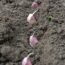 The Expert Secret to Growing Garlic With Plumper Cloves, Even if it’s Your First Time Trying