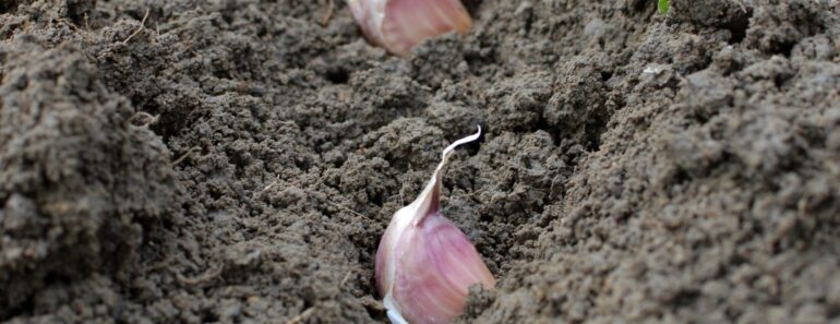 The Expert Secret to Growing Garlic With Plumper Cloves, Even if it’s Your First Time Trying