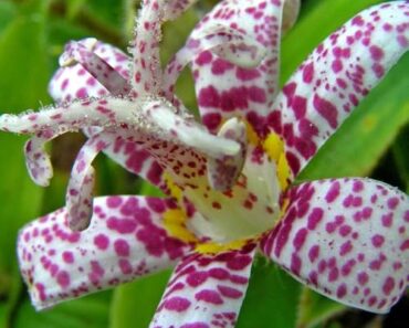 The Late-Season Perennial That Refuses To Stop Flowering – And It Looks Just Like An Orchid! The Late-Season Perennial That Refuses To Stop Flowering – And It Looks Just Like An Orchid!