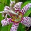 The Late-Season Perennial That Refuses To Stop Flowering – And It Looks Just Like An Orchid!