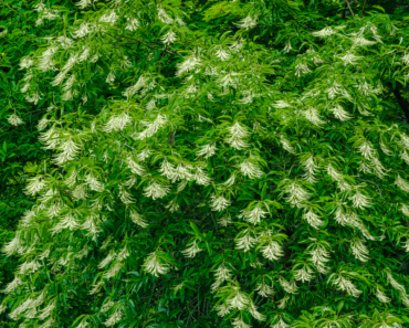 The Native Tree That Outshines Japanese Maple Every Fall – It Looks Gorgeous And Pollinators Love It, Too!