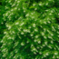 The Native Tree That Outshines Japanese Maple Every Fall – It Looks Gorgeous And Pollinators Love It, Too!