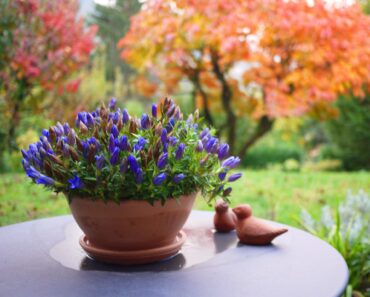 The Quick Trick That Keeps Potted Plants Alive Through Fall and Winter – and it Only Takes 5 Minutes