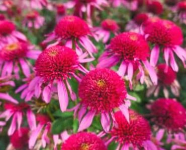 The Zinnia Dupe That Comes Back Every Year – It’s Beautiful And Birds Adore It!