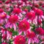 The Zinnia Dupe That Comes Back Every Year – It’s Beautiful And Birds Adore It!