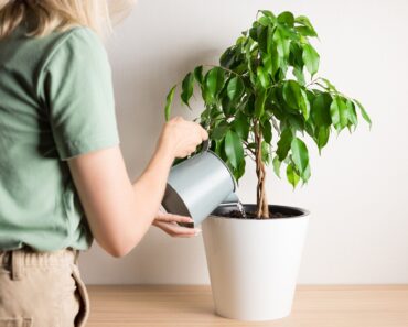 These 5 Houseplants Could Be Triggering Your Fall Allergies – Here’s What to Do About Them These 5 Houseplants Could Be Triggering Your Fall Allergies – Here’s What to Do About Them
