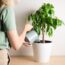 These 5 Houseplants Could Be Triggering Your Fall Allergies – Here’s What to Do About Them