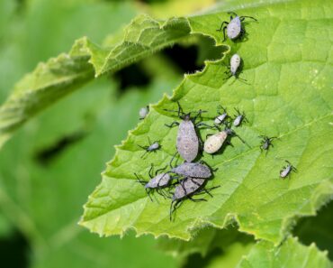These 7 Garden Pests and Eggs Are Easy to Remove During Fall Cleanup – If You Know Their Hiding Places