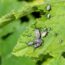 These 7 Garden Pests and Eggs Are Easy to Remove During Fall Cleanup – If You Know Their Hiding Places
