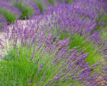These 7 Plants May Not Survive a Super El Niño Winter – Protect Them Before the Cold and Wet Arrive These 7 Plants May Not Survive a Super El Niño Winter – Protect Them Before the Cold and Wet Arrive