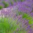 These 7 Plants May Not Survive a Super El Niño Winter – Protect Them Before the Cold and Wet Arrive