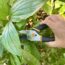 These 7 Plants Need Pruning Before Winter – November is Your Last Chance to Make the Cut
