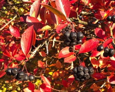 This Underrated Native Shrub Rivals Burning Bush for Fall Color – and Cardinals Love Its Berries! This Underrated Native Shrub Rivals Burning Bush for Fall Color – and Cardinals Love Its Berries!