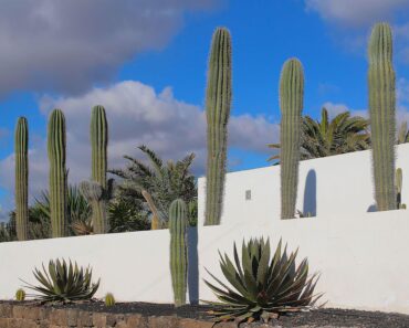 Want a Backyard Like Mandy Moore’s? These Statement-Making Cacti Aren’t Just for Hot Climates Want a Backyard Like Mandy Moore’s? These Statement-Making Cacti Aren’t Just for Hot Climates