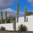 Want a Backyard Like Mandy Moore’s? These Statement-Making Cacti Aren’t Just for Hot Climates