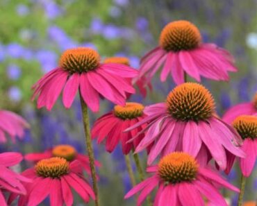 What Coneflowers Need in October for Better Blooms Next Year – Plus One Bonus for the Birds What Coneflowers Need in October for Better Blooms Next Year – Plus One Bonus for the Birds