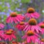 What Coneflowers Need in October for Better Blooms Next Year – Plus One Bonus for the Birds