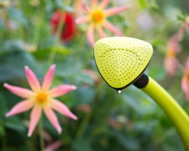What Dahlias Need in October: 6 Easy Tasks for Plenty More Blooms and Winter-Ready Tubers What Dahlias Need in October: 6 Easy Tasks for Plenty More Blooms and Winter-Ready Tubers
