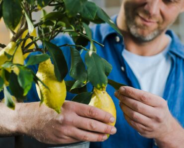 What To Do With a Lemon Tree in October – 6 Jobs to Keep Fruit Ripening Beautifully