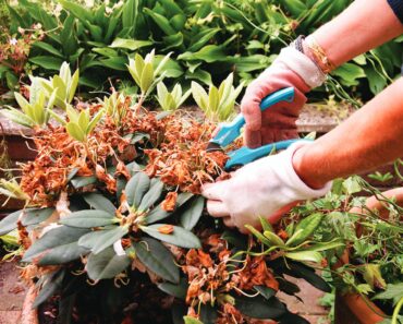 What to Do With Azaleas and Rhododendrons in Fall – 7 Winter Prep Tips to Protect Next Spring’s Blooms What to Do With Azaleas and Rhododendrons in Fall – 7 Winter Prep Tips to Protect Next Spring’s Blooms