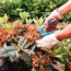 What to Do With Azaleas and Rhododendrons in Fall – 7 Winter Prep Tips to Protect Next Spring’s Blooms