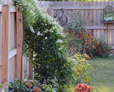 What to Do With Clematis in October – 5 Fast Tasks to Prep This Hard-Working Vine for Winter
