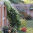 What to Do With Clematis in October – 5 Fast Tasks to Prep This Hard-Working Vine for Winter